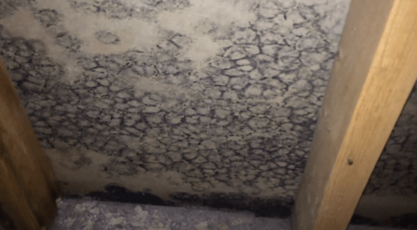 Willowbrook Il Black Mold Basement Mold Removal Before And After