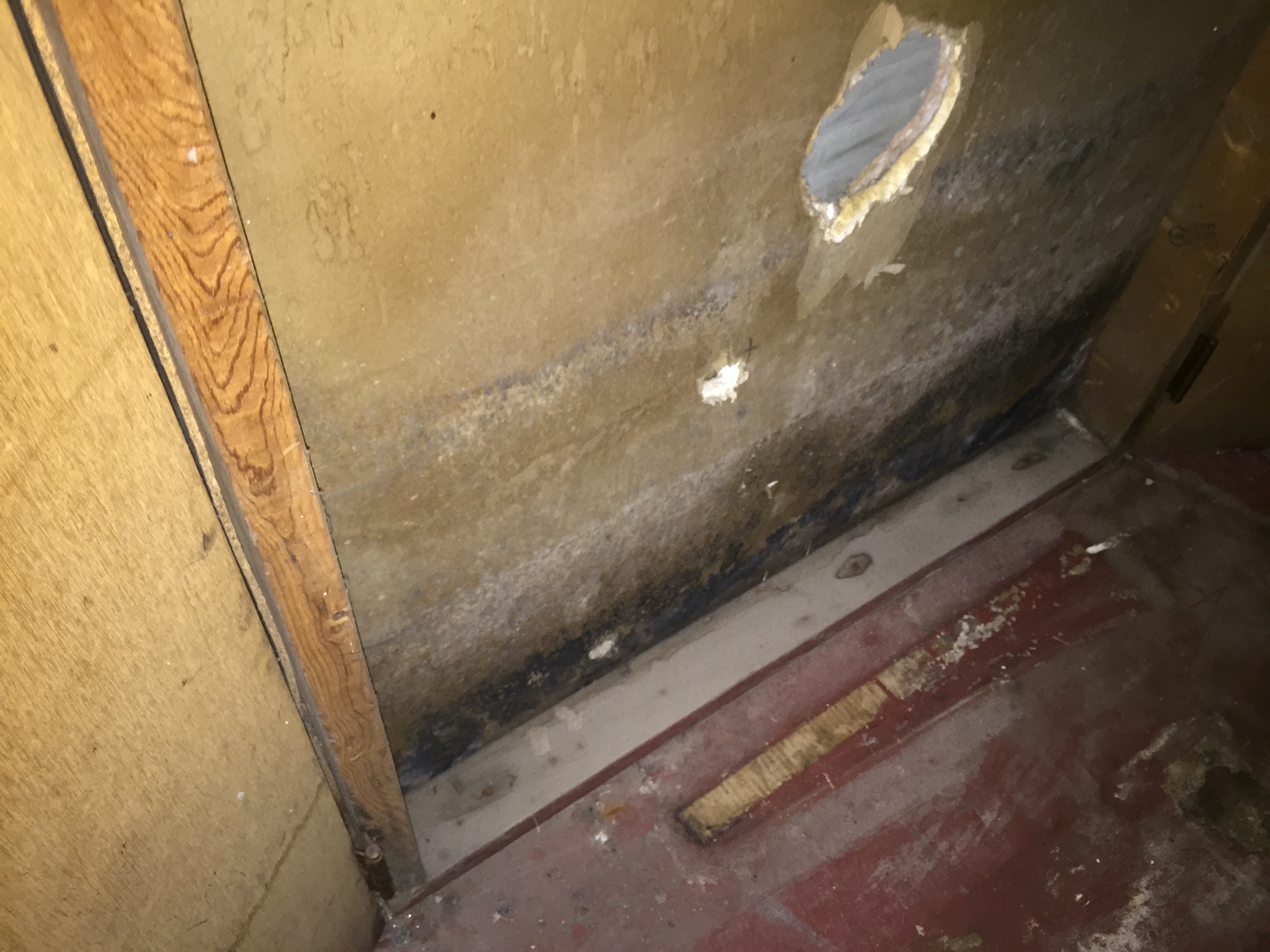 What Color Is Dangerous Attic Or Basement Mold Mold Removal Illinois 