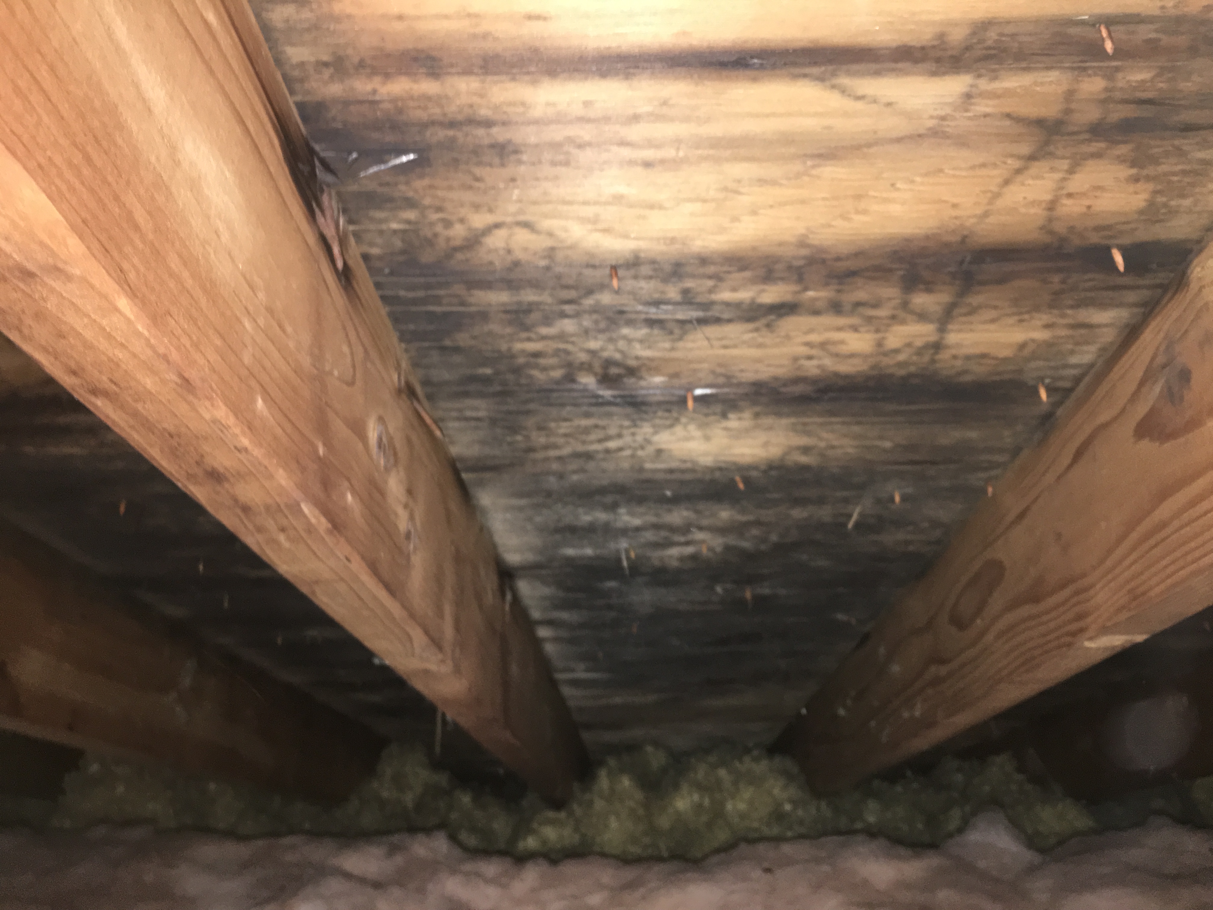 Attic Mold or a "Mold Like Substance?" Mold Removal Illinois & Northwest Indiana