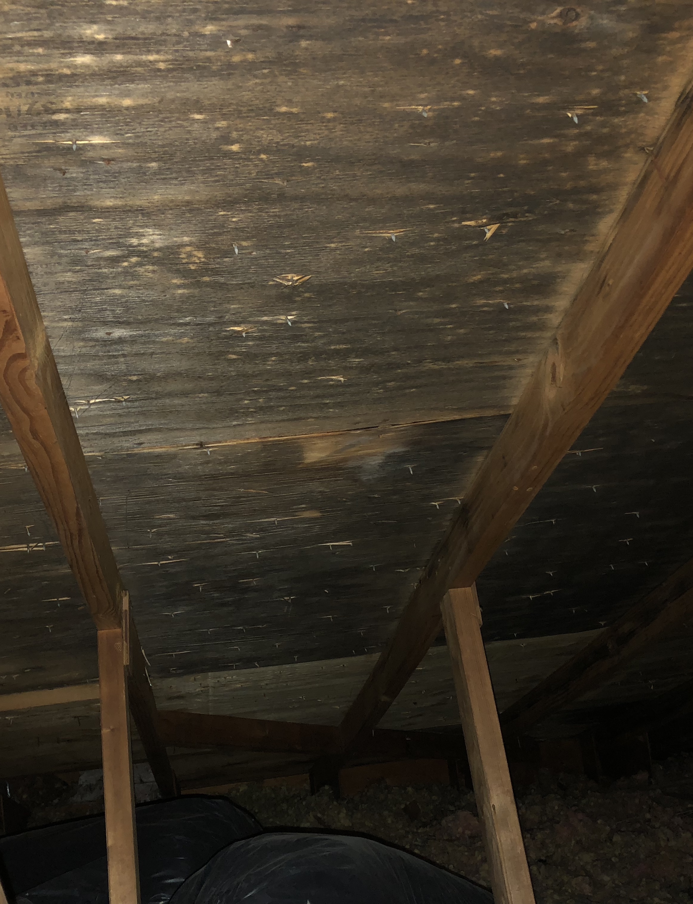 Mold Testing In Naperville Mold Removal Illinois & Northwest Indiana Mold Testing In Naperville Mold Removal Illinois & Northwest Indiana