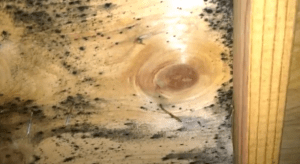 mold inspection services glen ellyn, wheaton il