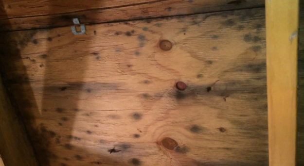 attic mold removal des plaines il