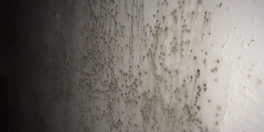 basement mold company park ridge