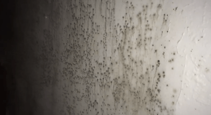 basement mold company park ridge