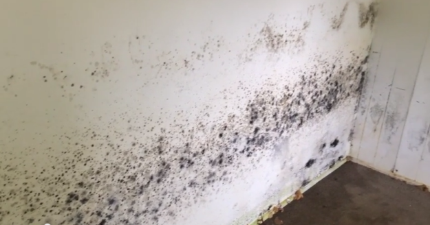 mold removal addison il