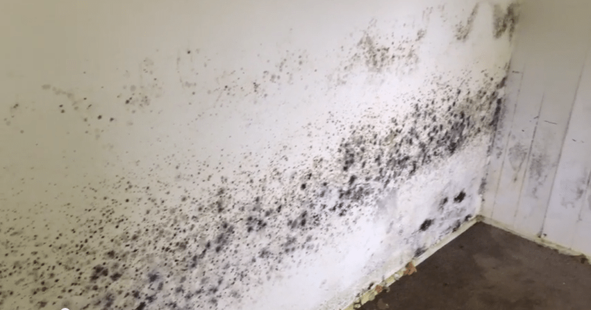 Mold Removal Services - Addison, IL - Mold Removal Illinois & Northwest ...