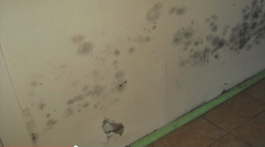 basement mold elk grove village, IL