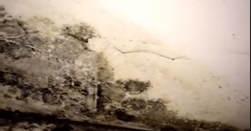 mold remediation oak park il