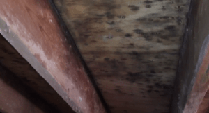 mold stain inspection services