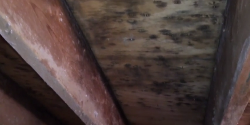 mold stain inspection services