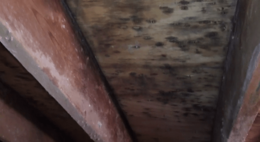 mold stain inspection services