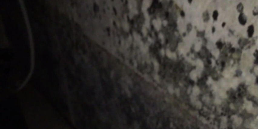 mold inspections orland park il