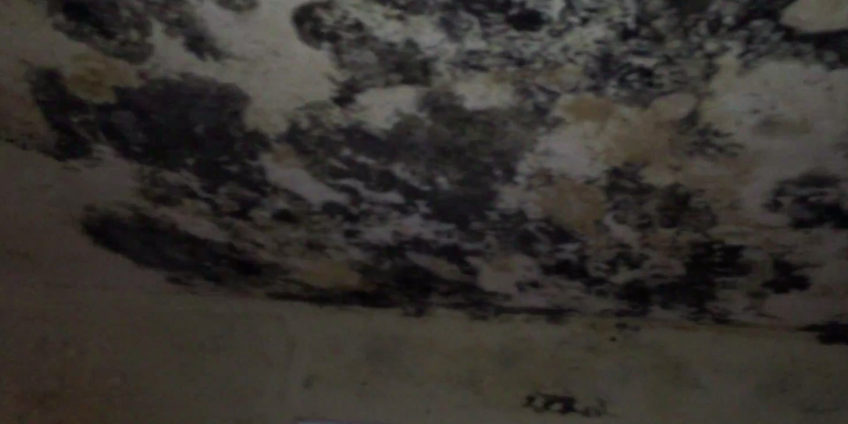 mold remediation morton grove il