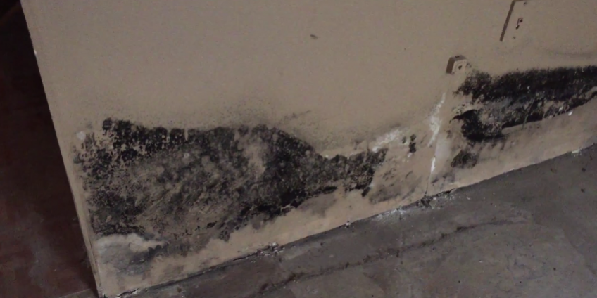 st charles il mold removal