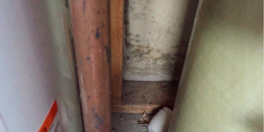 moldy basement hickory Hills il