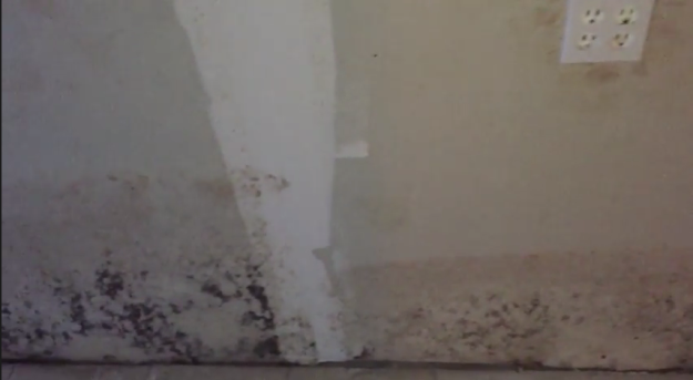 evergreen park mold problems