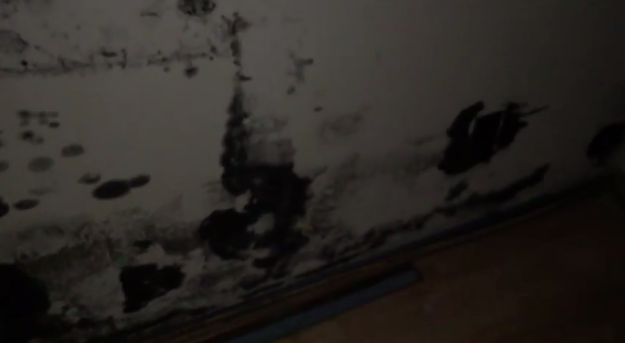 attic mold