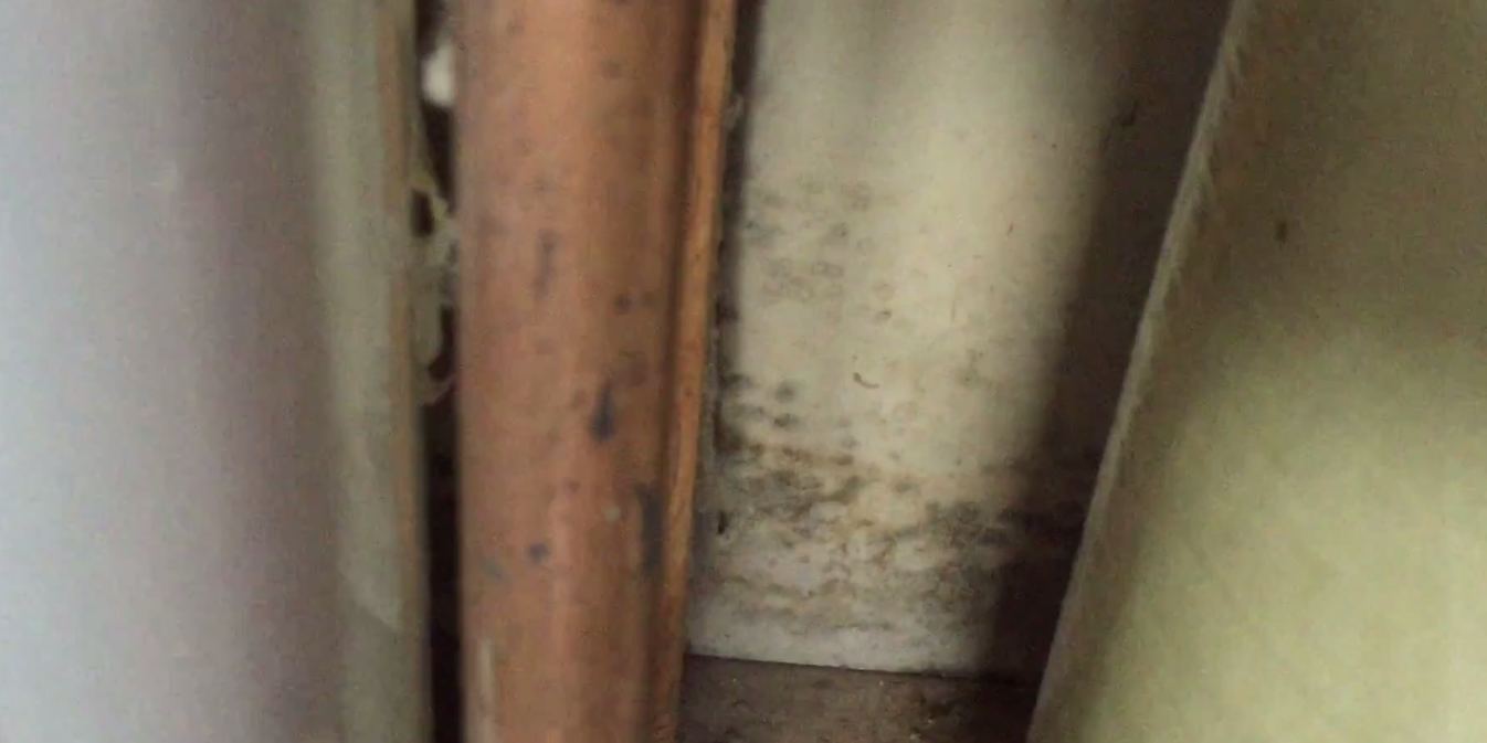 Black Mold How To Get Rid Of It Mold Removal Illinois & Northwest