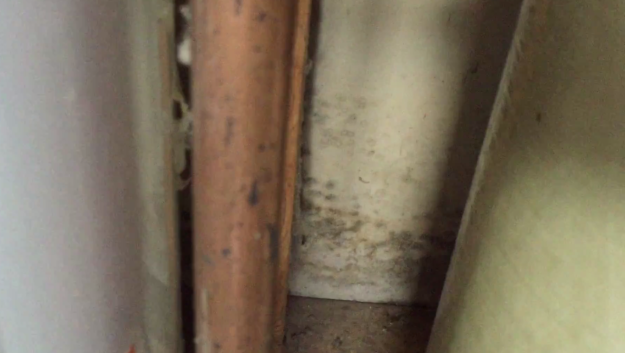 mold remediation services