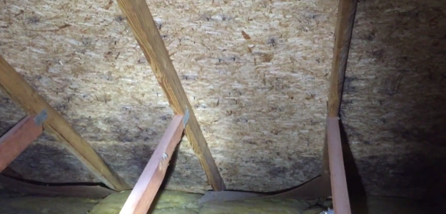 mold removal service