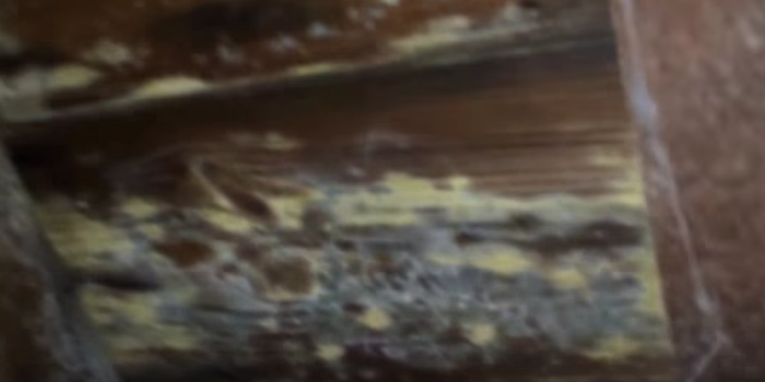 attic mold found before real estate sale